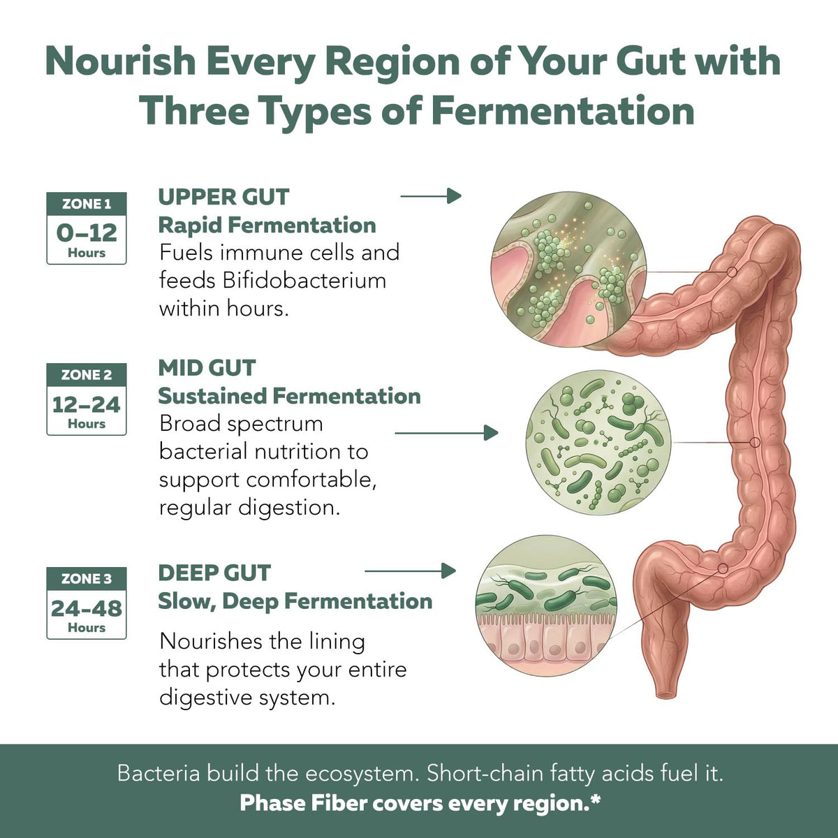 Phase Fiber Prebiotic Powder for Complete Gut & Digestion Support, Low FODMAP Certified Ingredients, Triple Phase Fermentation, Clinically Studied for Sensitive Digestion, Vegan (30 Servings)
