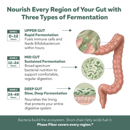 Phase Fiber Prebiotic Powder for Complete Gut & Digestion Support, Low FODMAP Certified Ingredients, Triple Phase Fermentation, Clinically Studied for Sensitive Digestion, Vegan (30 Servings)