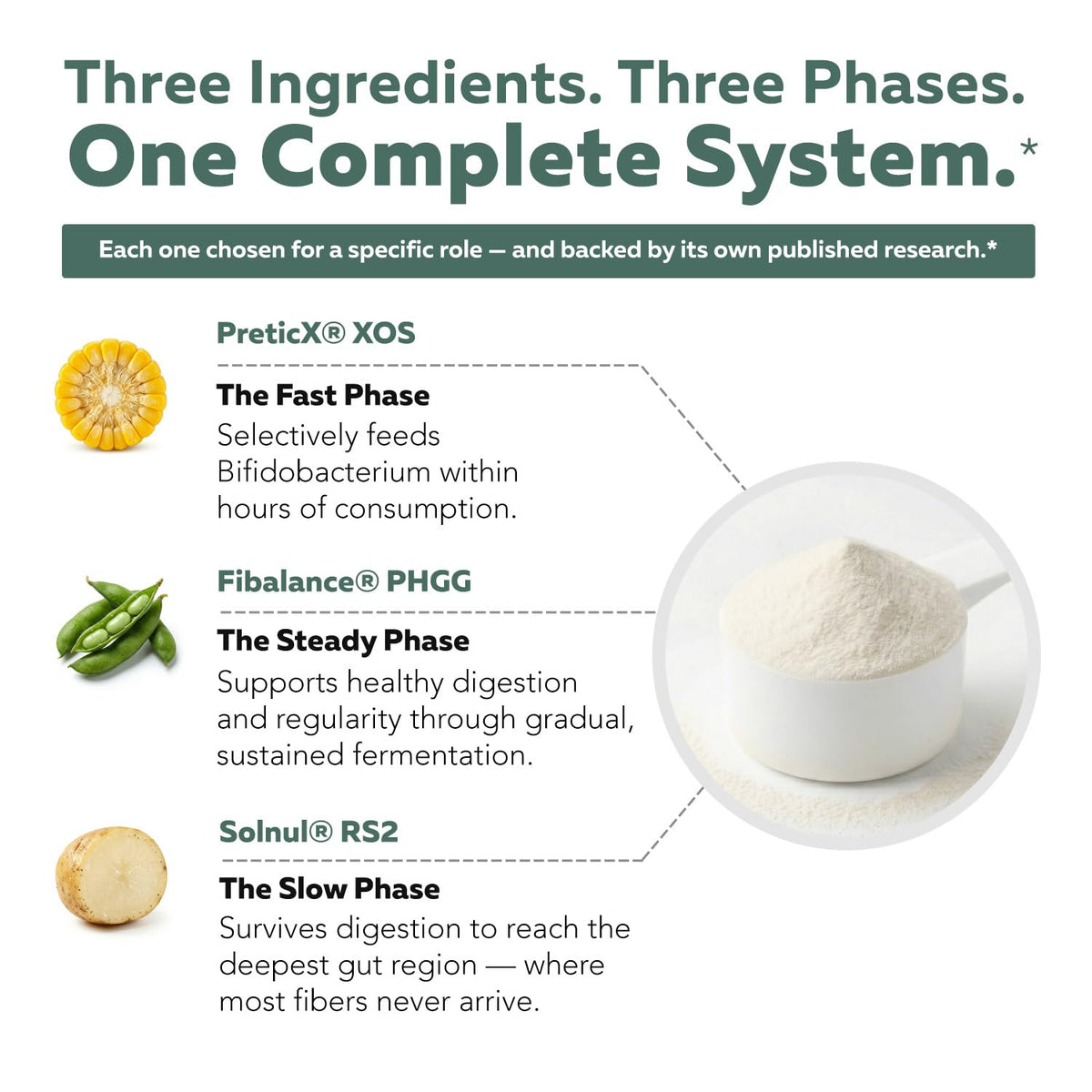 Phase Fiber Prebiotic Powder for Complete Gut & Digestion Support, Low FODMAP Certified Ingredients, Triple Phase Fermentation, Clinically Studied for Sensitive Digestion, Vegan (30 Servings)