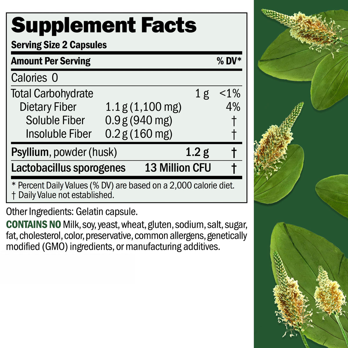 ANDREW LESSMAN Fibermucil 60 Capsules -Psyllium Husk Powder. Gently Promotes Regularity and Digestive Health. Rich in Fiber. Gentle, Easy, Effective. No Additives. Small Easy to Swallow Capsules
